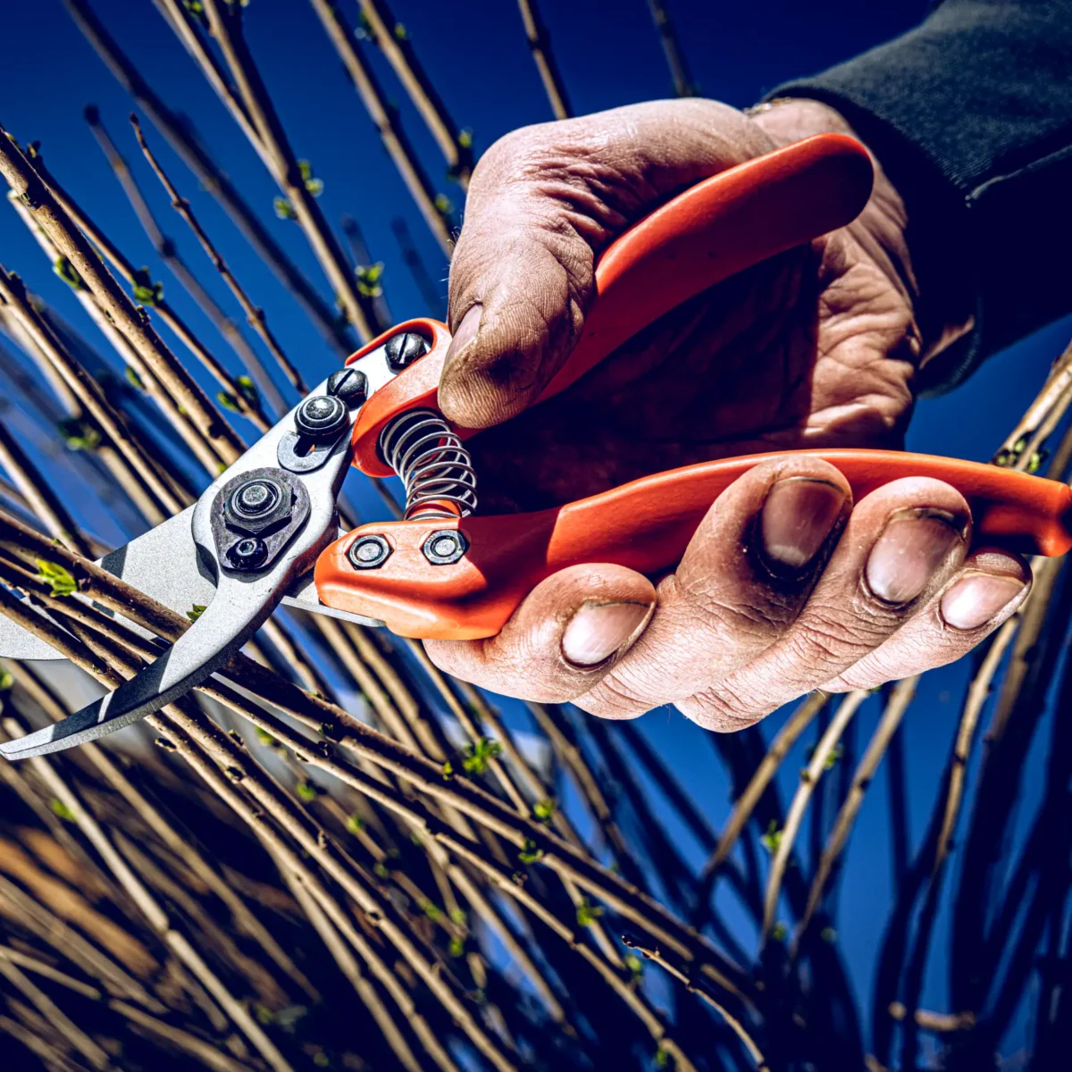 Löwe 11 Precision Clean Cut för kvinnor