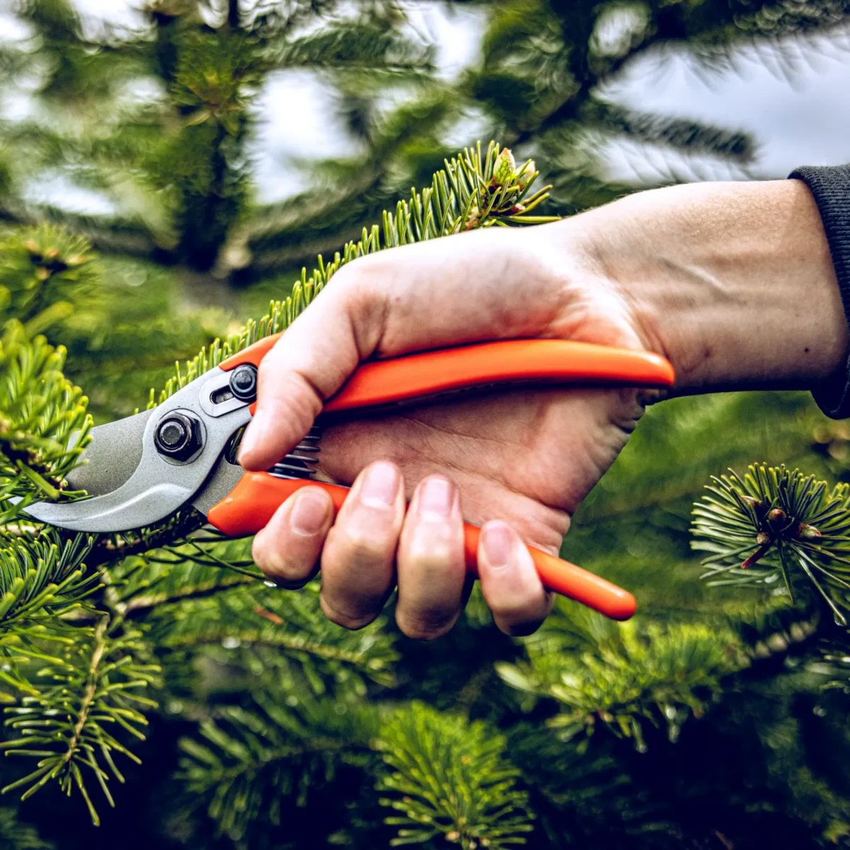 Trädgårdssax Löwe 14.104 Economic Clean Cut